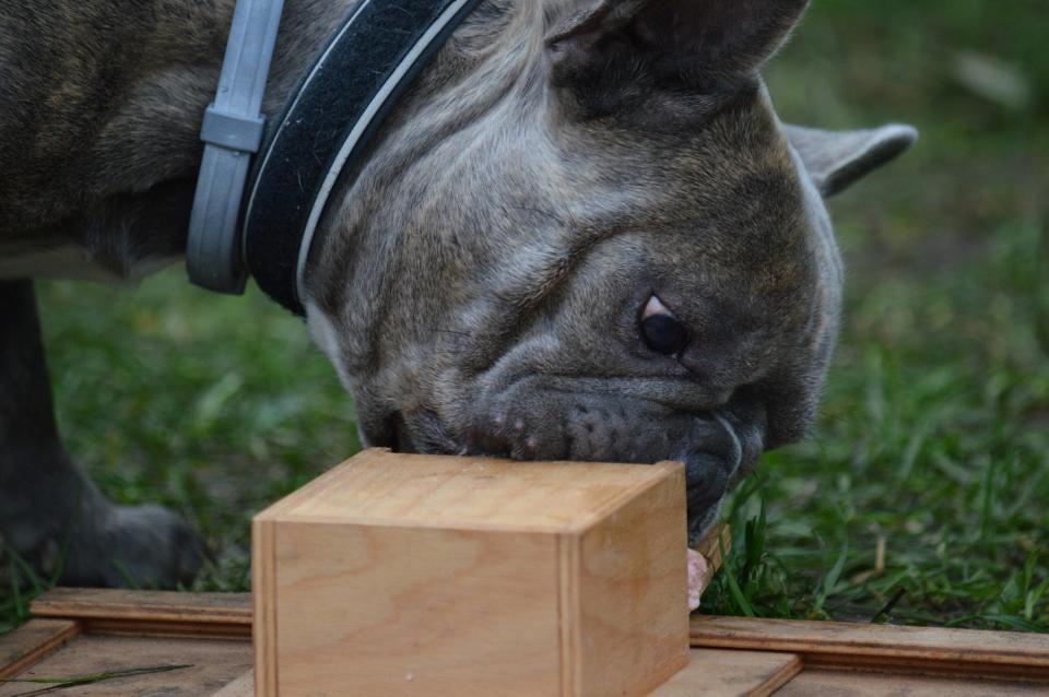 A French bulldog successfully opening a box and retrieving the food. CREDIT: Erzsébet Mőbiusz/Marianna Molnár.
