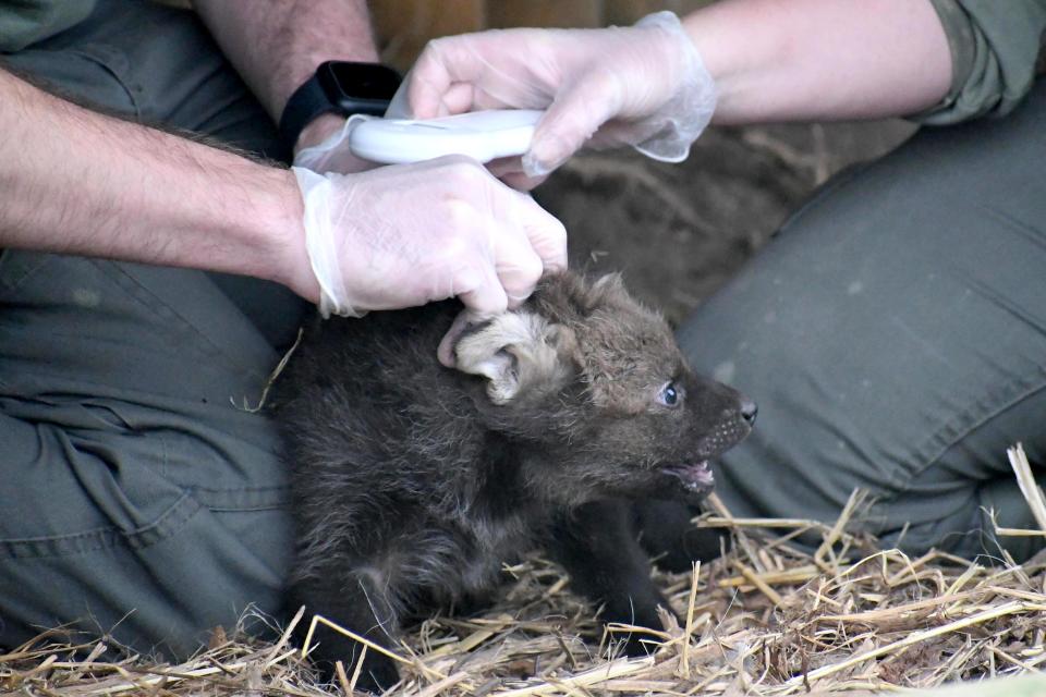 Maned Wolf cub being tended to by a vet