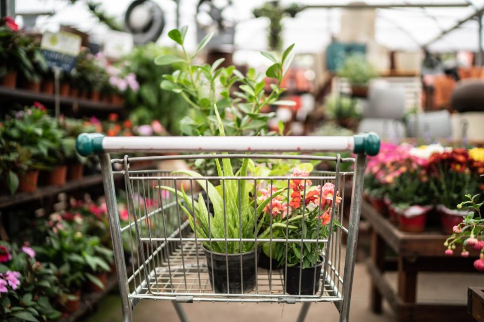 shopping cart filled with plants at garden centeer