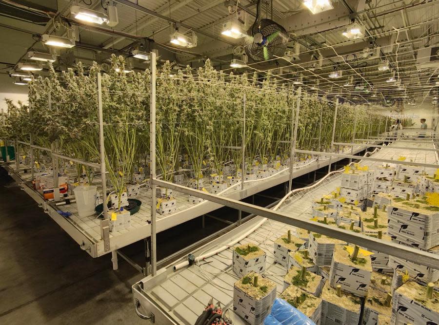 Adult marijuana plants at Cresco Labs' Yellow Springs facility. (NBC4 Photo/Mark Feuerborn)