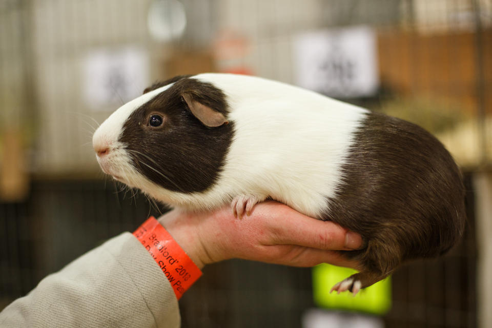 Thousands of people flocked to the UK’s longest-running small animal show this weekend