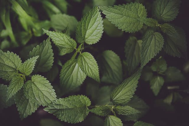 <p>Westend61 / Getty Images</p> Stinging nettle plant