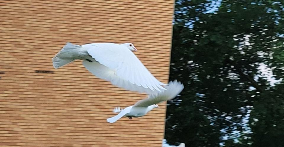 Doves take flight following their release.