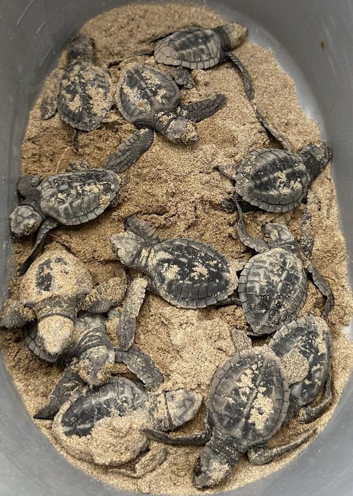 Twelve hatchlings in a bucket with sand in it.