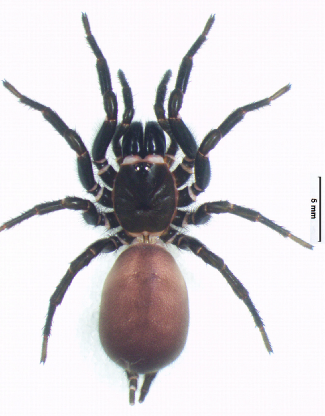 Macrothele auriculata Photo from the European Journal of Taxonomy