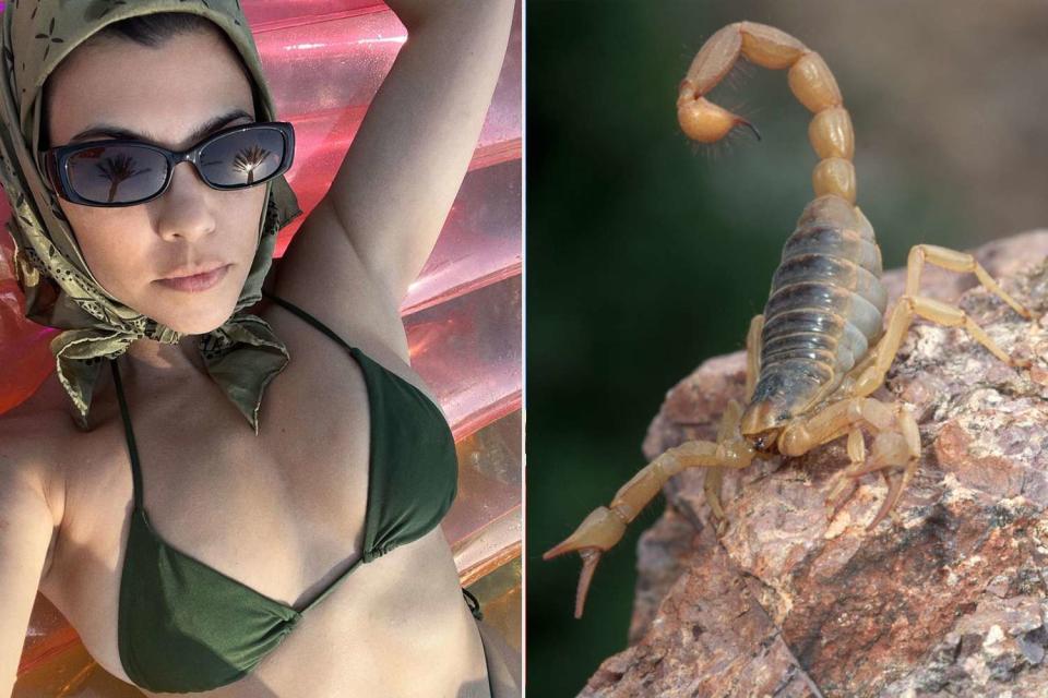 <p>Kourtney Kardashian/Instagram; Getty</p> Kourtney Kardasian; A scorpion