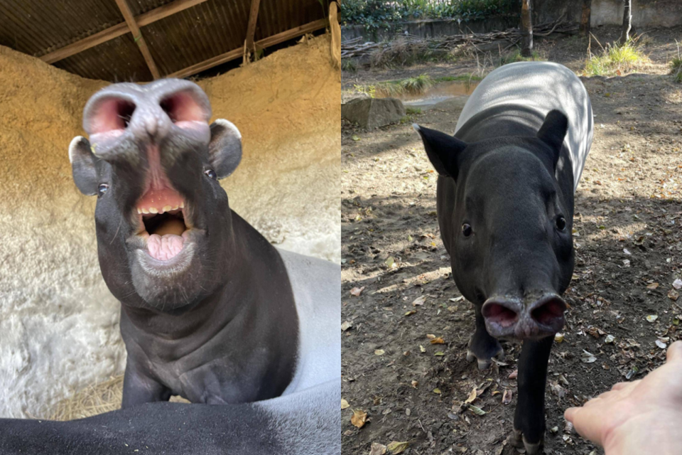 英雄有柔軟的鼻子，性格溫和親人。（翻攝自橫濱動物園官網）