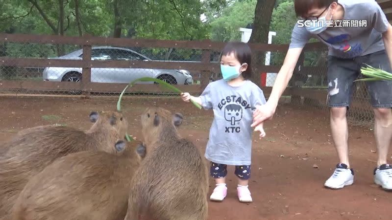 民眾到埔心牧場不僅可以享受自然美景，還可以跟動物玩耍互動。