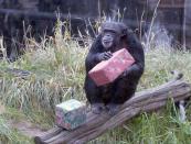 Chloe the chimpanzee tries to figure out what's in his holiday gift box during "Presents for Primates" at the Oregon Zoo.