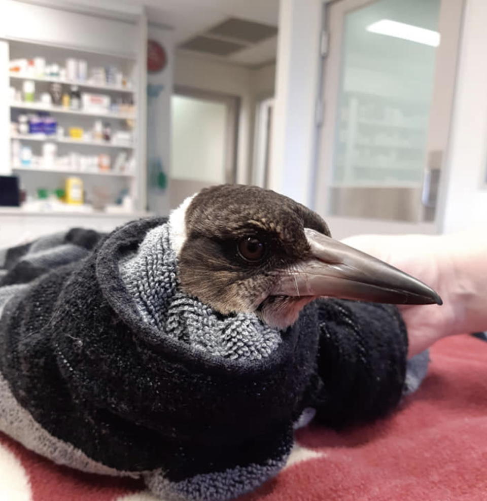 A magpie wrapped in a towel stares at the camera in a Gold Coast veterinary surgery.