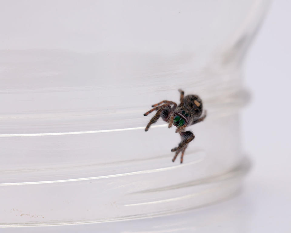 A small black spider on a glass jar