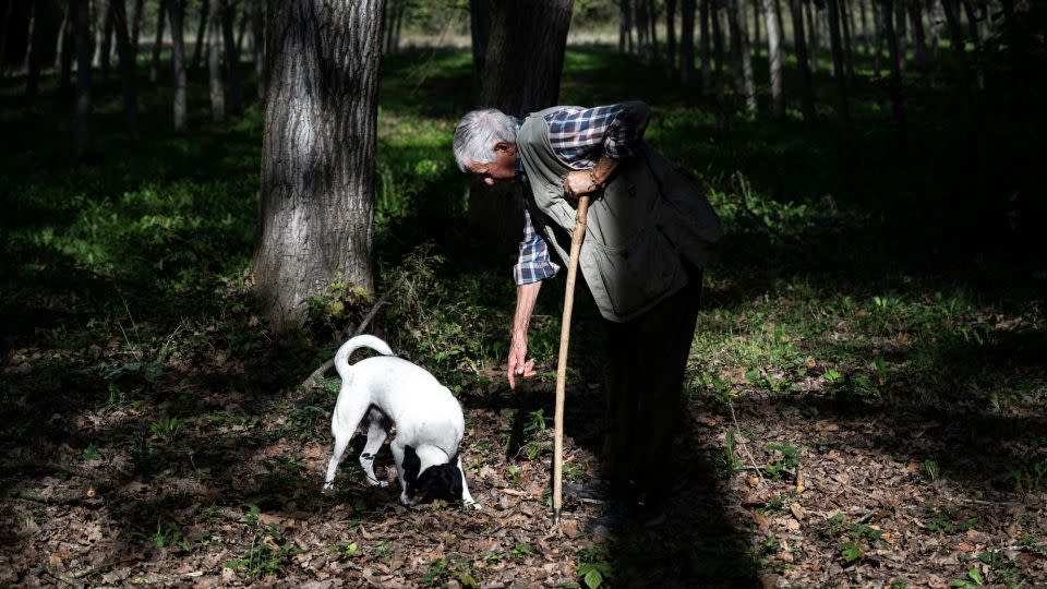 The fall months are truffle hunting season in Italy. - Marco Bertorello/AFP/Getty Images/File