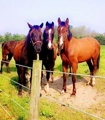 A trio of Lovina’s horses.