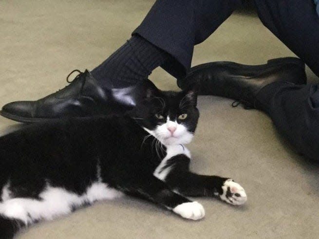 Sir Simon McDonald and Palmerston the British Foreign Office cat