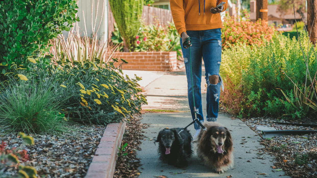 A young black woman walking dogs while holding a smartphone.