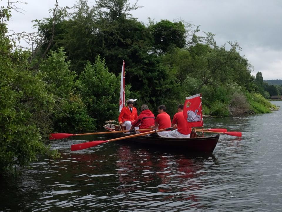 swan upping