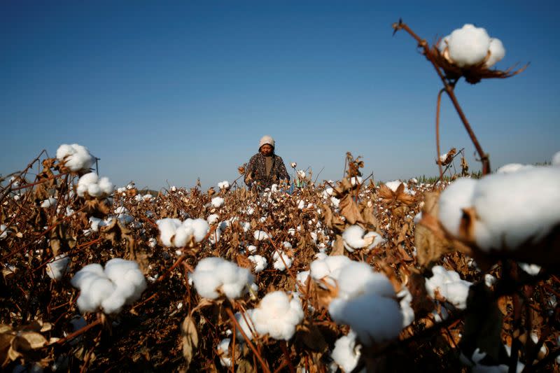 FILE PHOTO: A farmer picks cotton on a farm on the outskirts of Hami