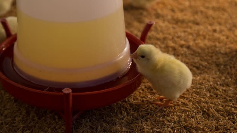 Baby chicks need a food and water source in the chicken brooder.