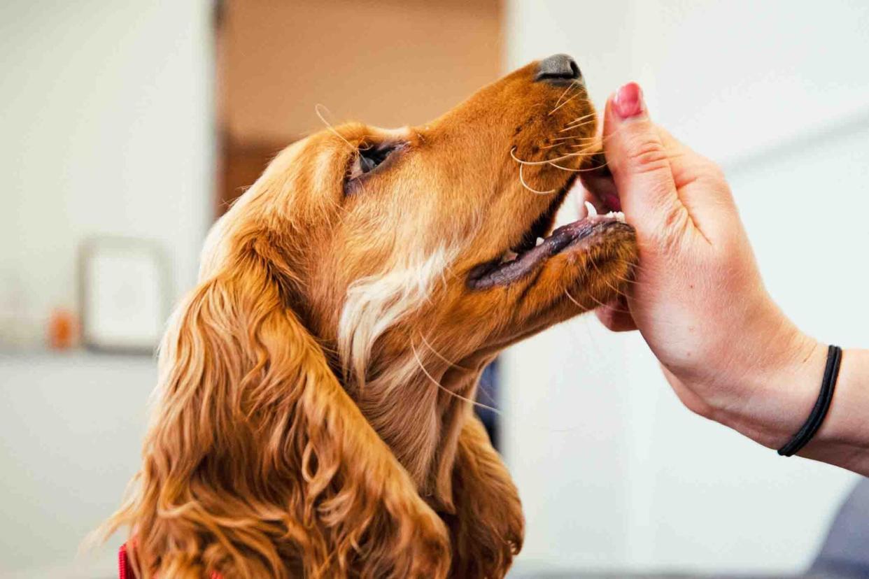 woman giving dog a pill for pain wrapped in a treat