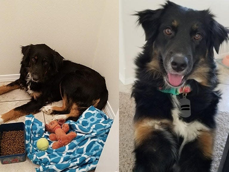 Rosie the dog, before and after being adopted