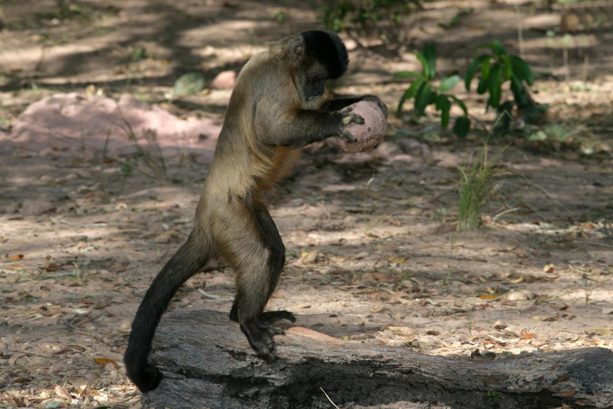 A capuchin monkey breaking open a nut in Brazil (Getty Images/iStockphoto)