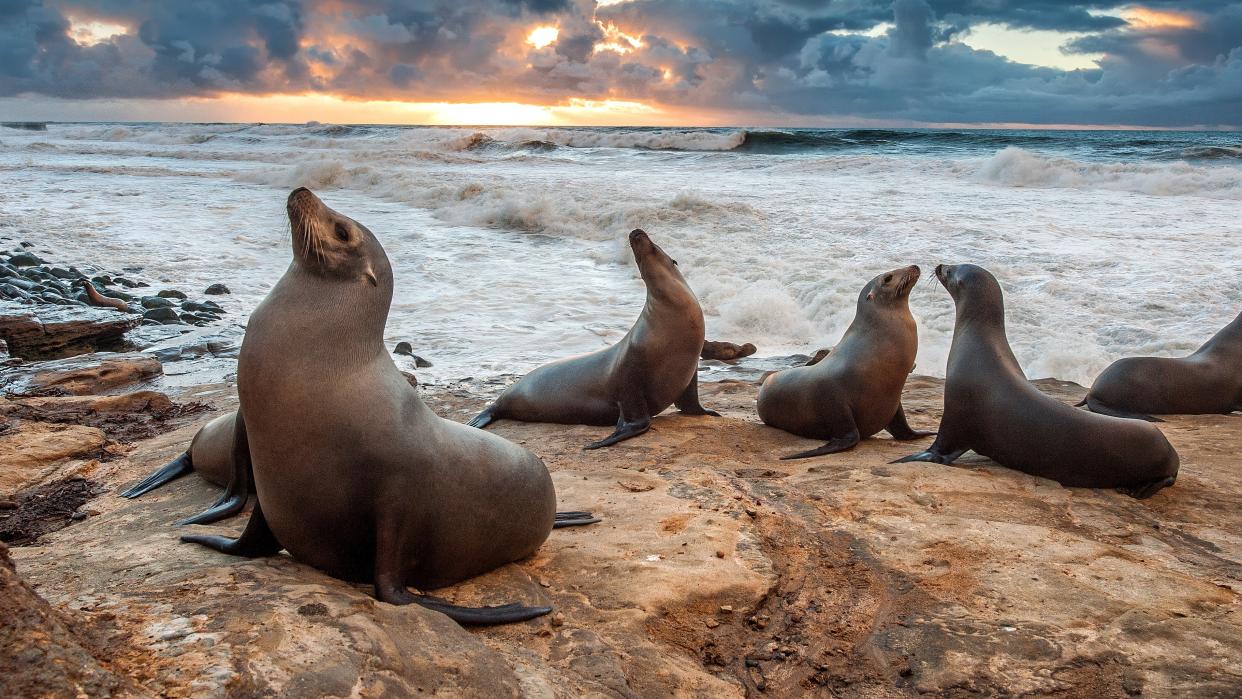  Sea lions at La Jolla beach, California, USA. 