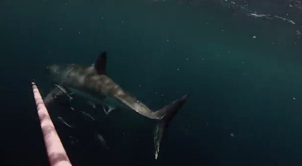 Diver's terrifying encounter with a great white shark (video)