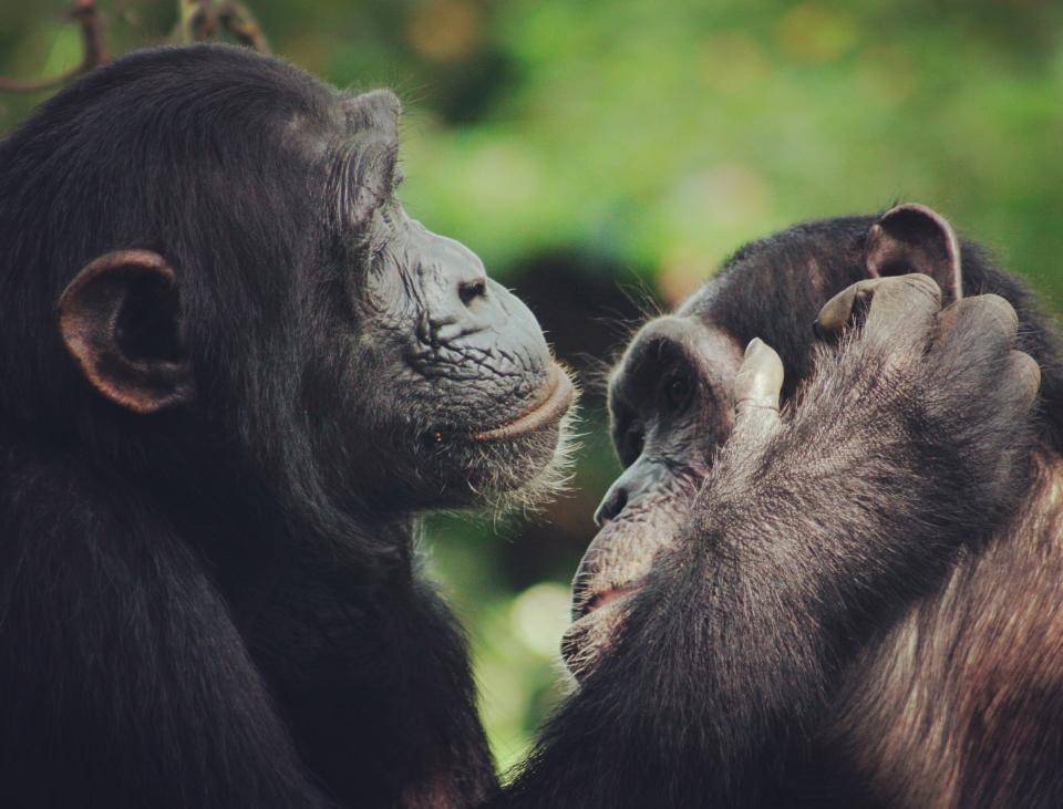 Two chimpanzees grooming each other 