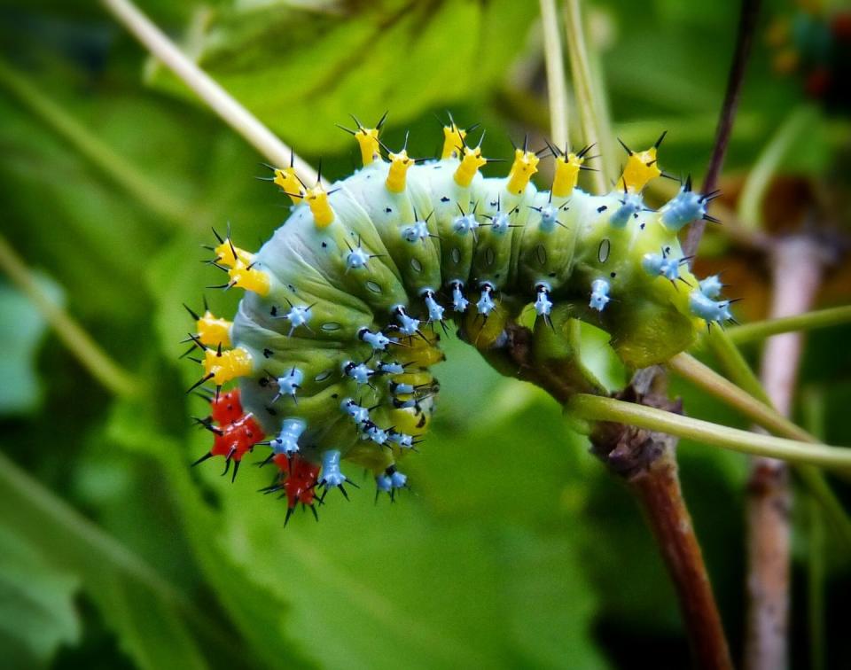 Cecropia caterpillar