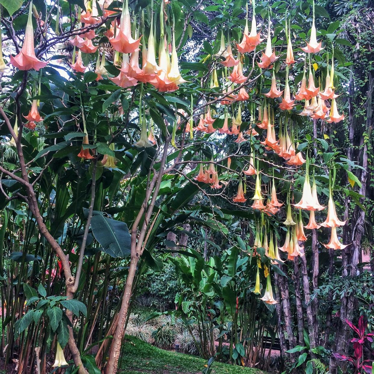 Ecuador Pink angel trumpet