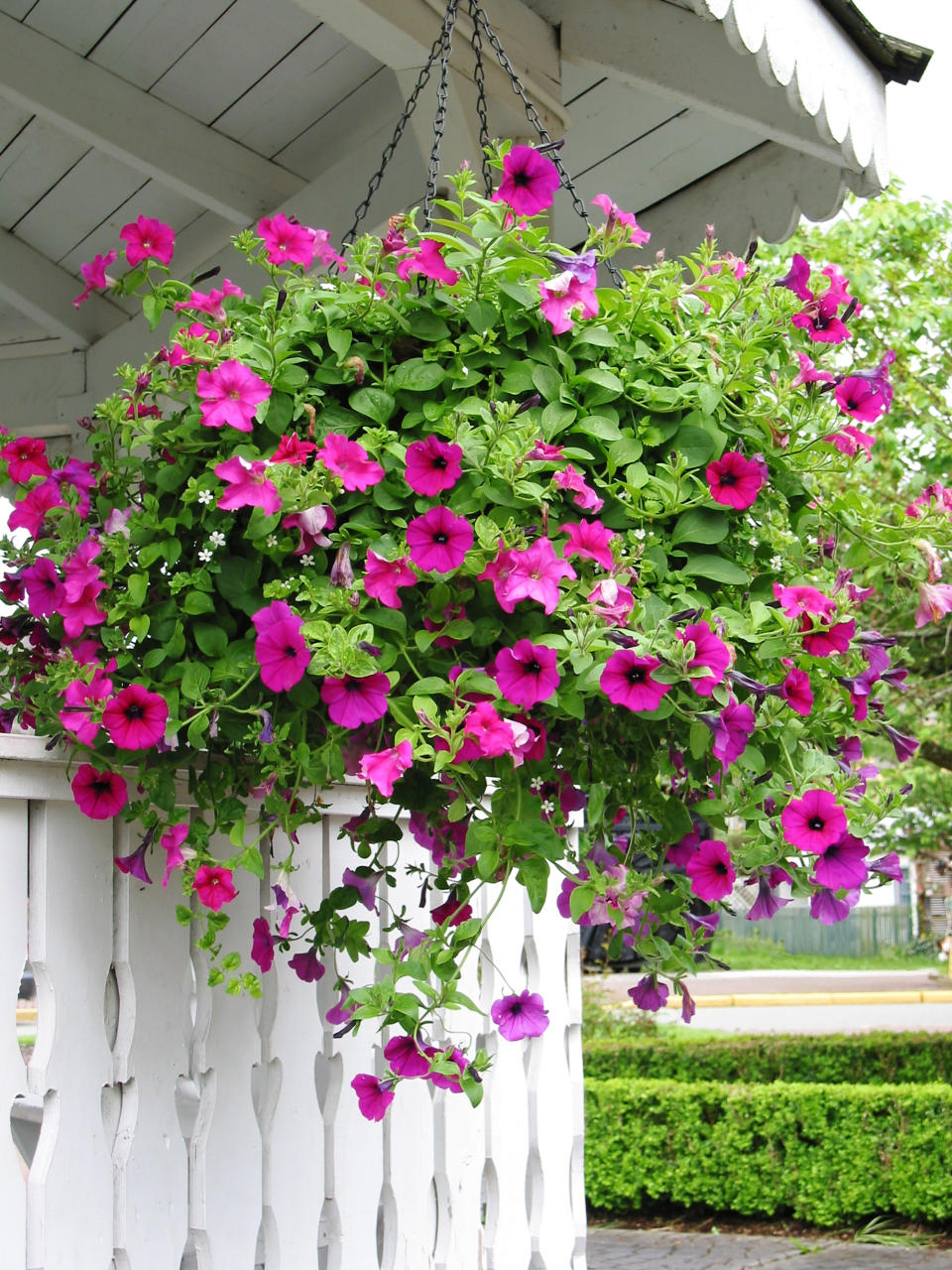 <p> &#x2018;Petunias are a great choice for hanging baskets,&#x2019; says Wildcraft. &#x2018;Aesthetically, they offer simple, minimalist beauty, normally available in only single or double color schemes. The way the plant hangs keeps tons of flowers on display &#x2013; there&apos;s no wasted flora here.&#x2019; </p> <p> Sears especially rates Easy Wave spreading petunias. &apos;They offer eye-catching color in a full, lush and mound-forming display. &#x2018;Spreading&#x2019; is in its name for good reason too &#x2013; these petunias spread and trail very fast in baskets and landscapes that receive full sun, creating that &#x2018;wave&#x2019; effect of showstopping color.&#x2019; </p> <p> Petunias are fairly easy to care for, but they really do need lots of sun in order to thrive. They do well in periods of heat and drought.&#xA0; </p> <p> Make sure you know how to deadhead petunias to maximize blooms. </p>