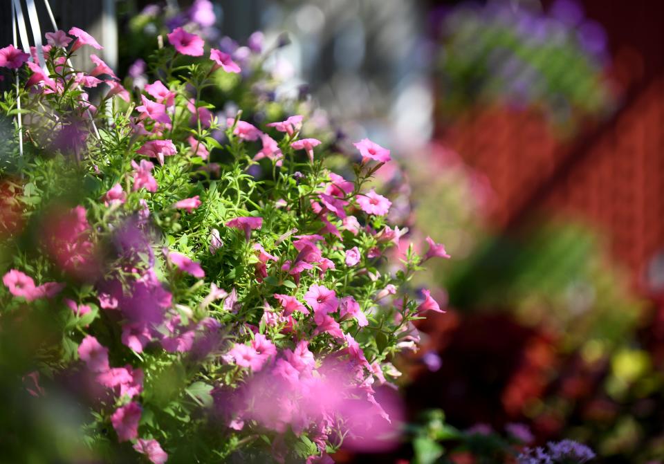 Flowers surrounded by shadows and patterns at Holleydale Farm in Canton.    Tuesday, July 19, 2022.