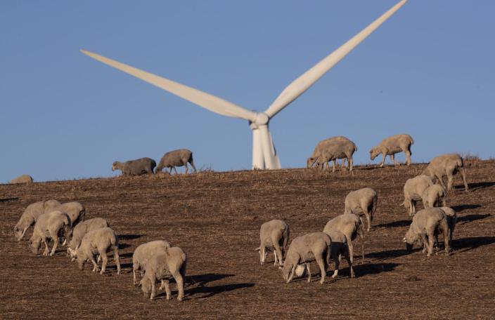 Sheep graze on the Shiloh II wind farm in the Montezuma Hills near Rio Vista, Calif.