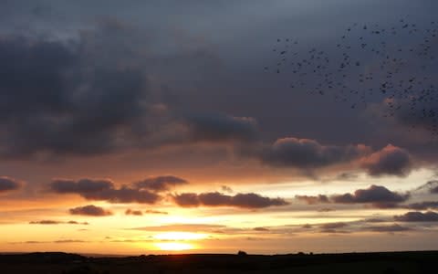 murmuration of starlings