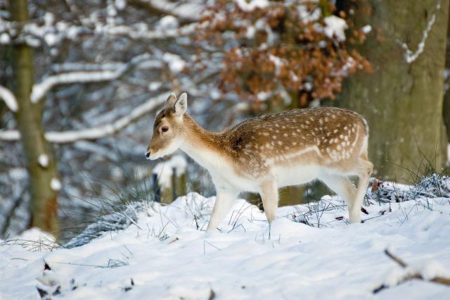 Deer in the Snow - Cute and Lovely Winter Animal