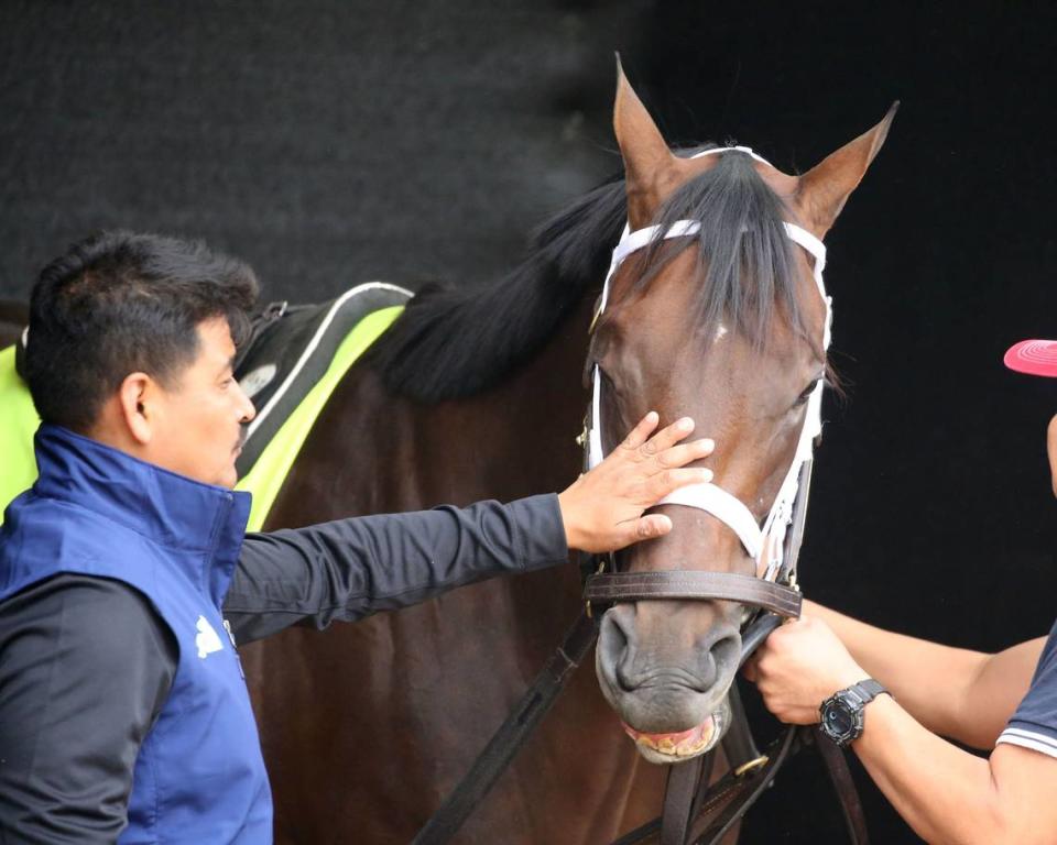 Kingsbarns, who gets a pet during paddock schooling at Churchill Downs on Tuesday, didn’t race as a 2-year-old and will go into the Kentucky Derby with an undefeated record.