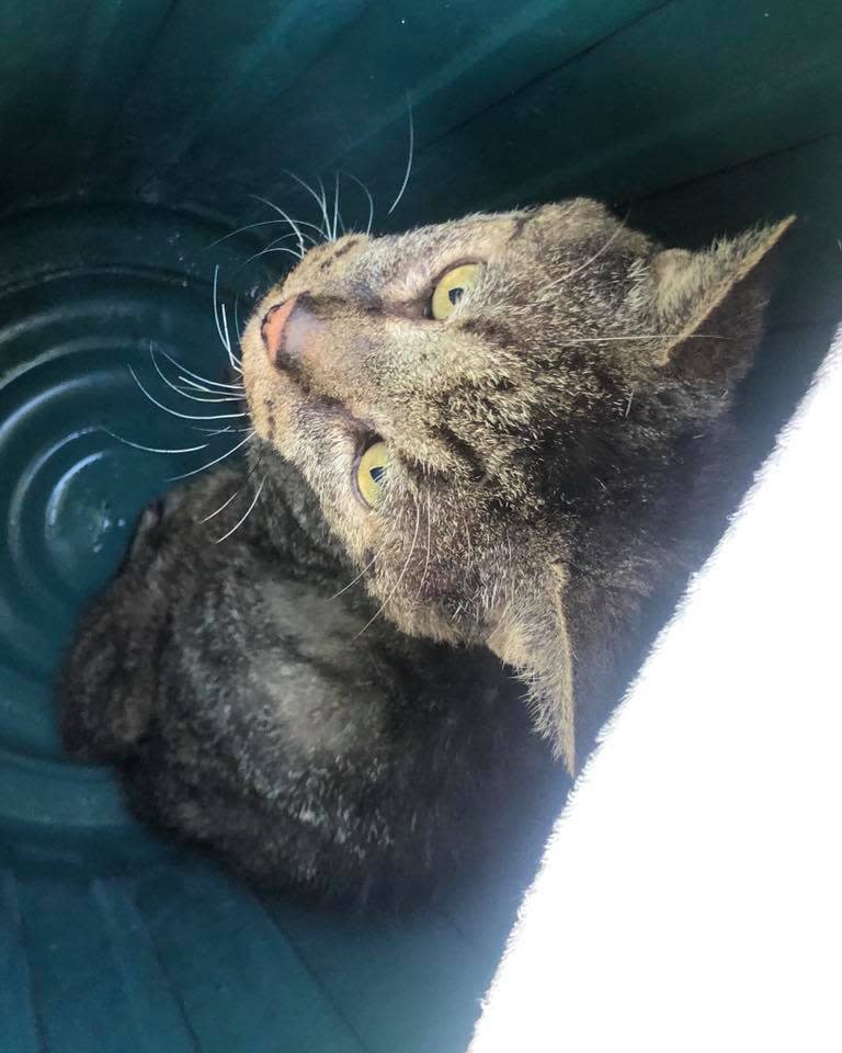 Stumpy sat patiently in a rubbish bin to have his photo taken. Source: Facebook/Seona Mercer