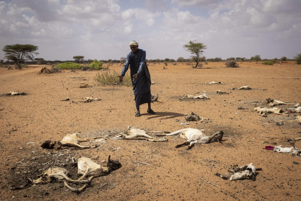 WAJIR COUNTY, KENYA - DECEMBER 10: (Editors note: Image contains graphic content) A pastoralist gestures at dead goats that lie on the outskirts of Eyrib village on December 10, 2021 in Wajir County, Kenya. A prolonged drought in the country's north east has created food and water shortages, pushing pastoralist communities and their livestock to the brink. The area has received less than a third of normal rainfall since September. (Photo by Ed Ram/Getty Images)