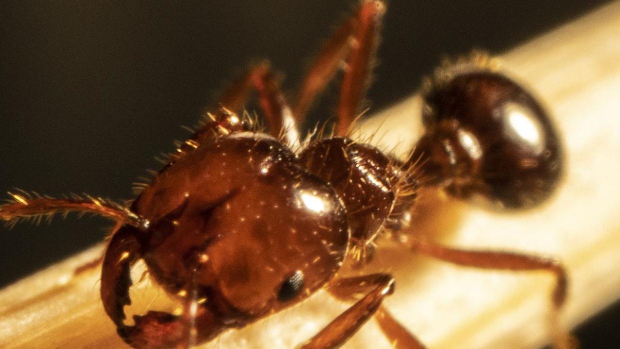 Fire ants pose a threat to Australia’s agricultural sector. Picture: Supplied