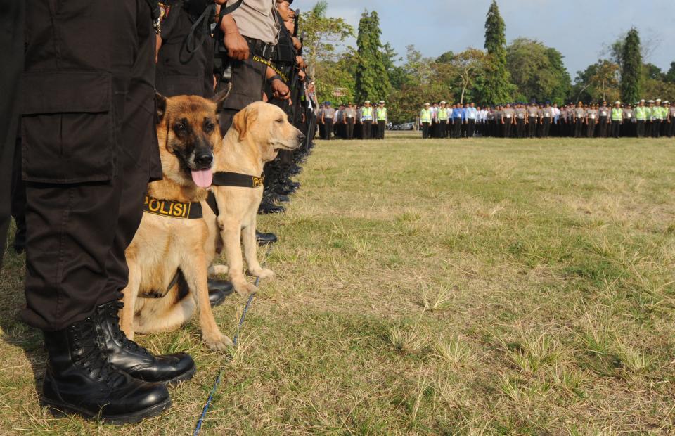 Indonesia police from K-9 squad line up during a security preparation for Indonesia presidencial election in Denpasar in Indonesia's resort island of Bali on July 7, 2014.  Millions of Indonesians will cast their vote on July 9, 2014 in a very tight race between Widodo, the Jakarta governor and Subianto, the former general.  AFP PHOTO / SONNY TUMBELAKA        (Photo credit should read SONNY TUMBELAKA/AFP/Getty Images)