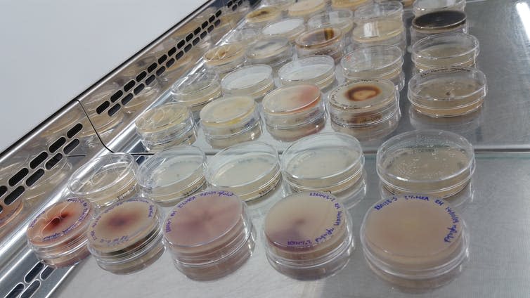 Fungal endophyte cultures.