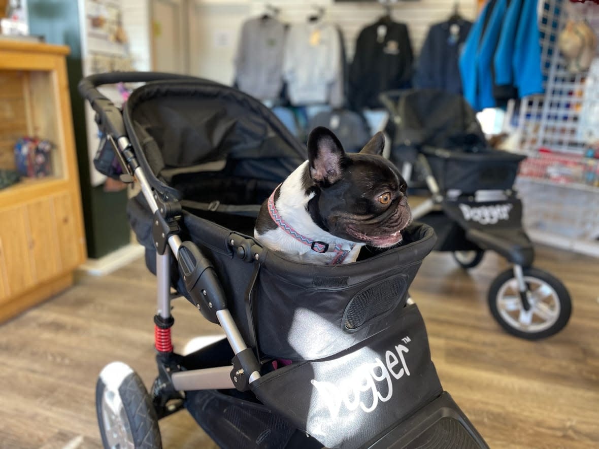 A French bulldog named Moon Pie sits in the Dogger, a dog stroller created by owner Ann-Marie Fleming. Fleming has helped set up the dog stroller pilot project in 100 Mile House, B.C. (Jenifer Norwell/CBC - image credit)