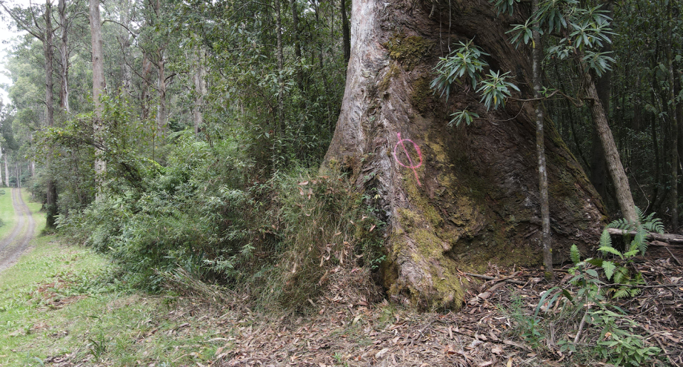 A large 2.5 metre wide grey gum inside the Yarra Ranges National Park. A mark has been spray-painted on it to show it is hazardous.