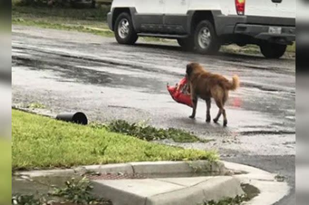 The dog named Otis with a salavaged full bag of dog food. Source: Facebook/Tiele Dockens