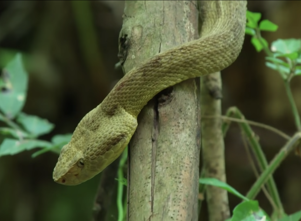 A green snake wrapped around a tree