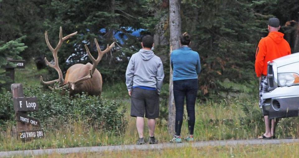 Yellowstone National Park tourists stop to watch and take photos of a large bull elk at Bridge Bay Campground in 2019. The park requires visitors to be at least 25 yards from elk.