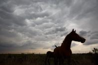 <p>Mammatus clouds herald severe storms over Clovis, New Mexico // May 9, 2017</p>