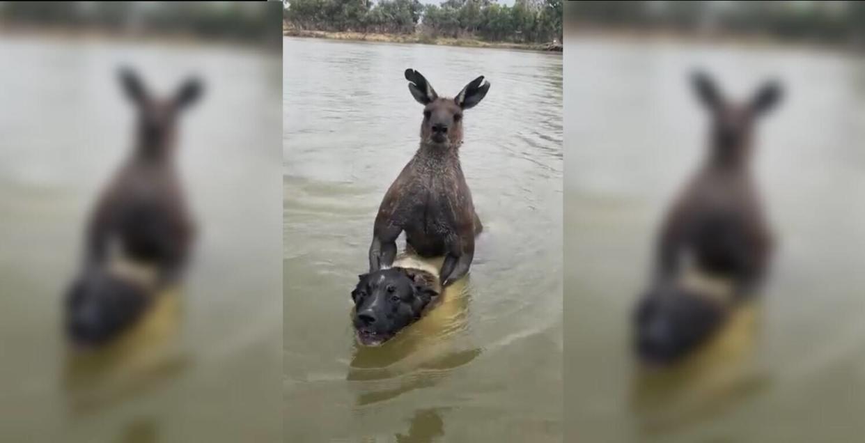 Un homme s’est battu avec un kangourou pour sauver son chien de la noyade.