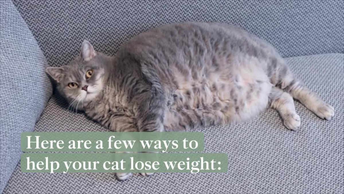 How To Help Your Cat Lose Weight Which May Reduce Their Risk Of Disease And Promote Longevity 