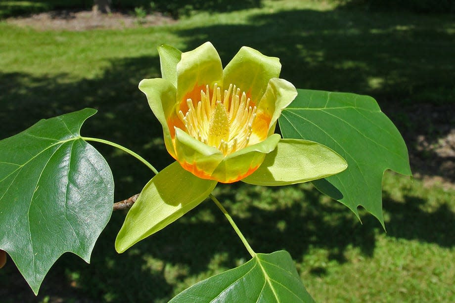 Tulip tree is an Ohio native with tulip-shaped leaves and tulip-like flowers.